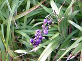 Dianella berries 